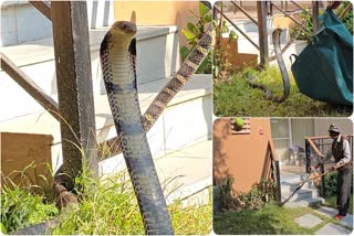 Ramnagar King Cobra