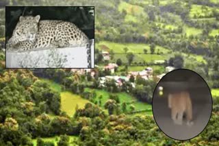 Leopard sighting in Mahabaleshwar Satara District , watch video