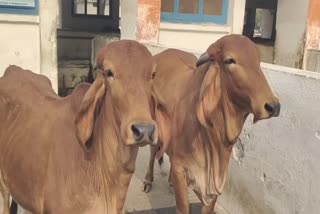 India's first cloned cow Ganga is one and a half year old