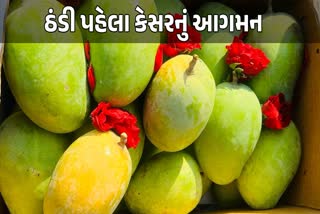 કેસર કેરીની તસવીર