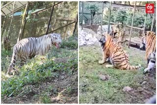 Siberian Tiger and White Tiger