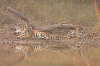 Tiger family seen sunbathing in STR