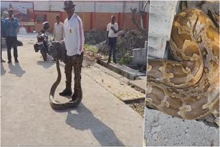 Rescue of 12 Feet Long Snake