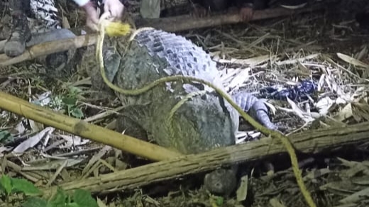 crocodile rescued in Bagaha