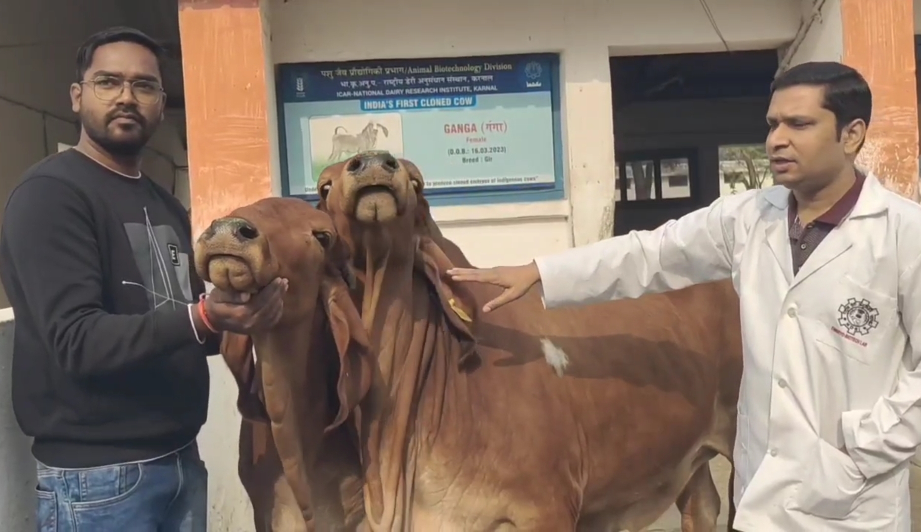 Ganga India first cloned cow