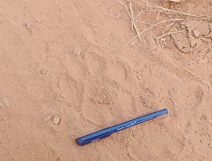 Pugmarks of Tigress Radha