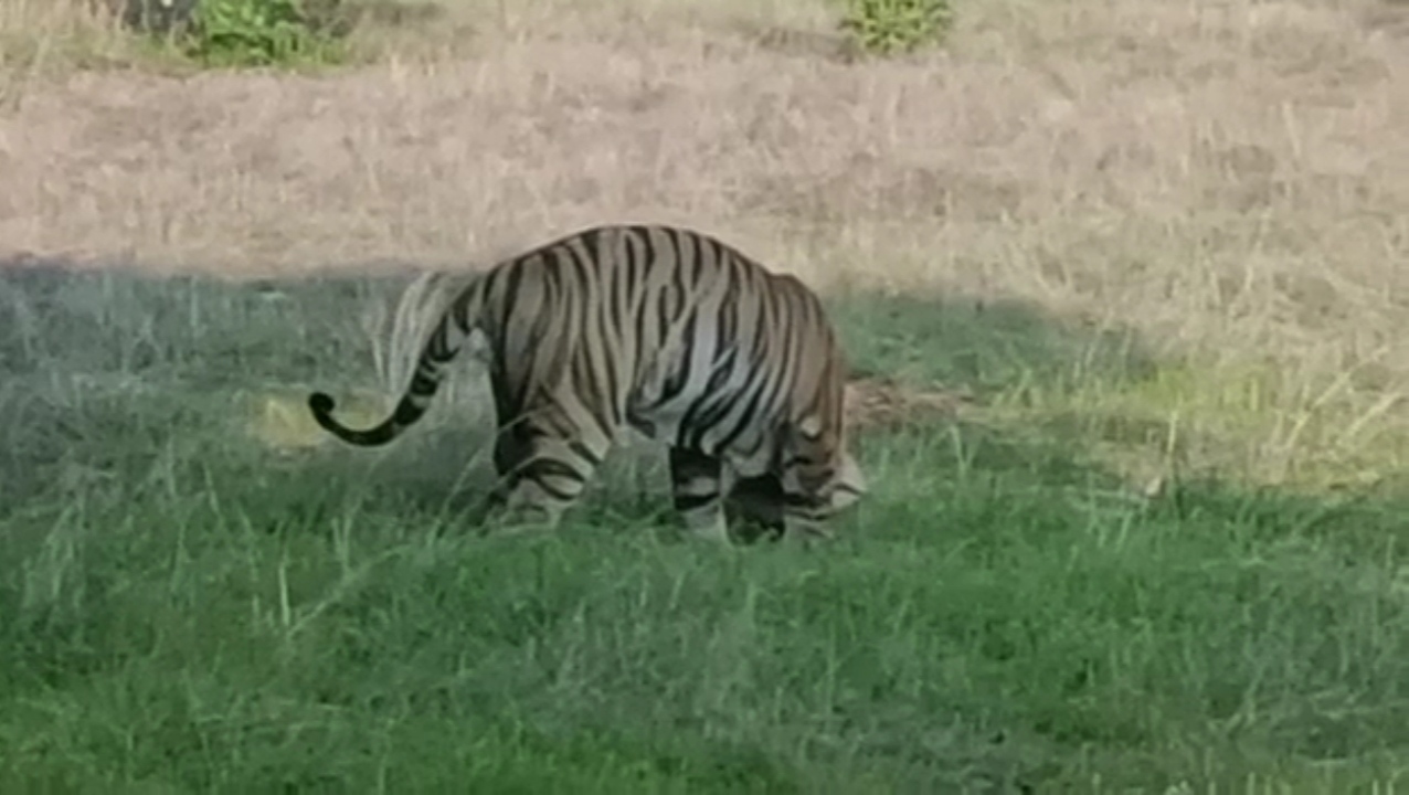 Nauradehi Tigress Radha