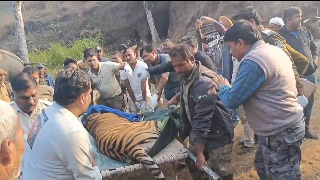 TIGER TREATMENT IN VAN VIHAR