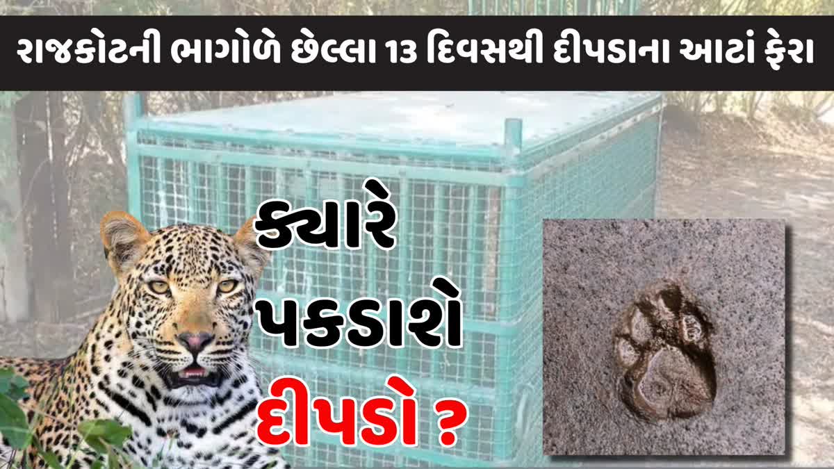 રાજકોટમાં દીપડાની દહેશત