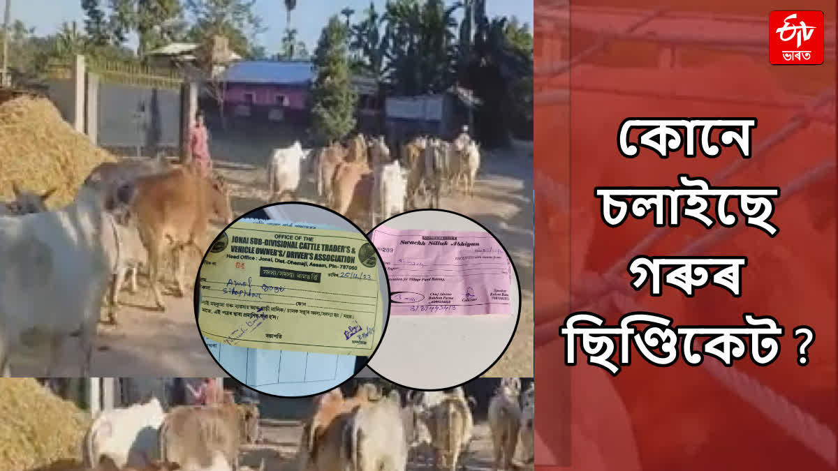 cattle smuggling in jonai