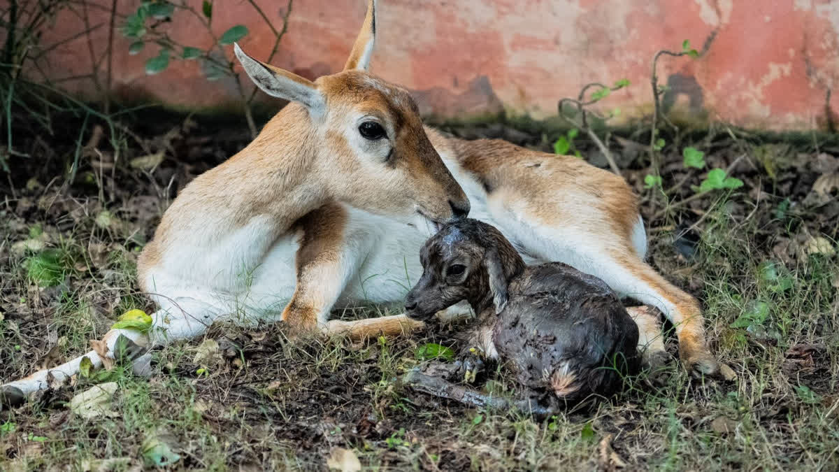2 Black Deer gave birth to calves