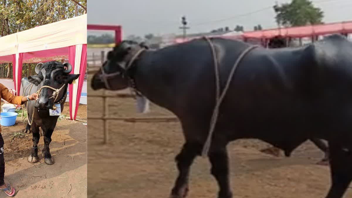 Sultan Male Buffalo