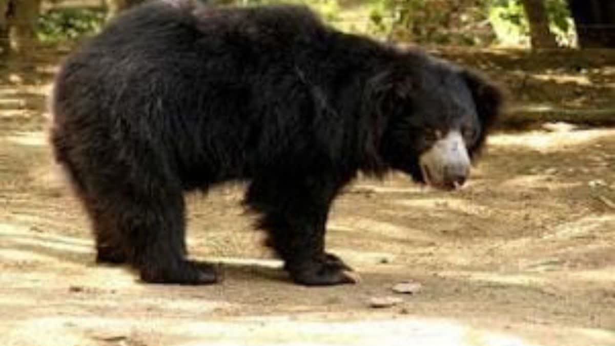 Bear entry in Koriya