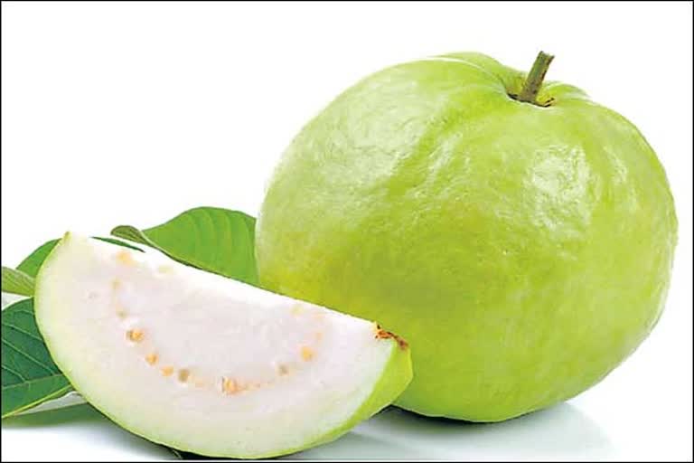 guava varieties  Guava species   guava cultivation  guava health properties  guava health benifits