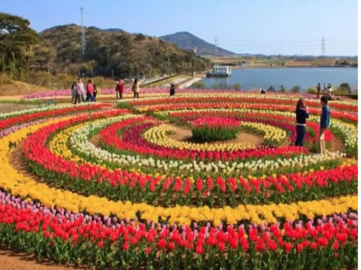 Tulip Garden srinagar