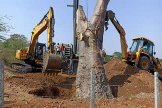 Tree Transplant Technique