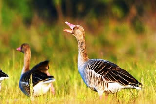 Greylag Goose species