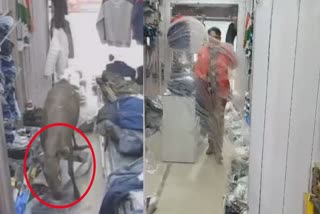 Wild Deer entered the garments shop