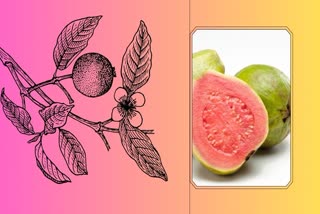 Pink Guava for Health News