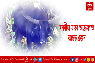 One injured in wild buffalo attack in Kaliabor