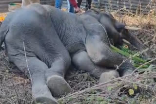Elephant found dead in Haldwani