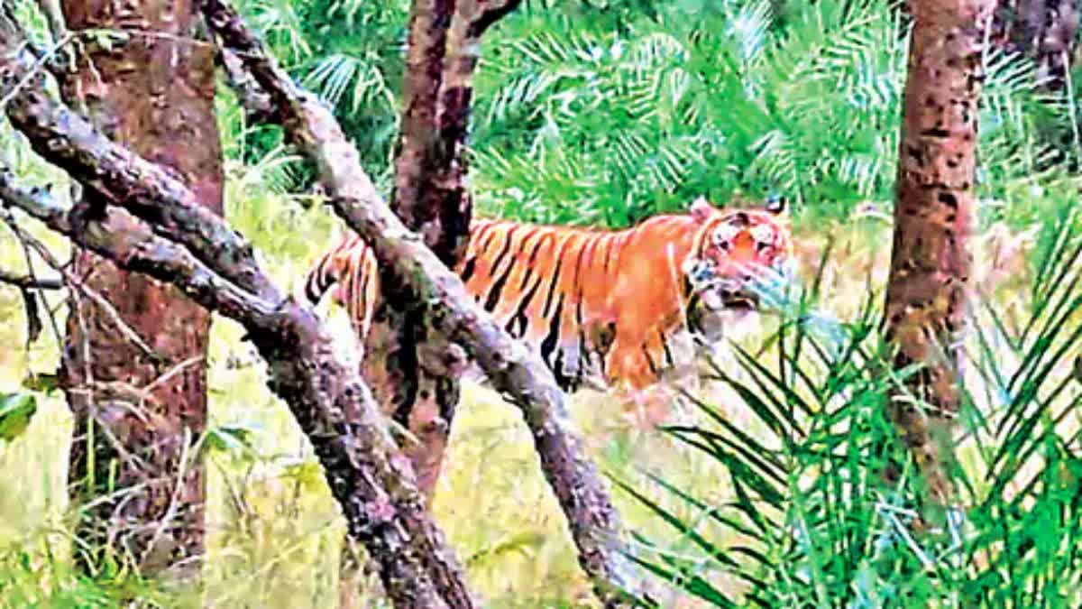 TIGER_IN_AMRABAD_FOREST