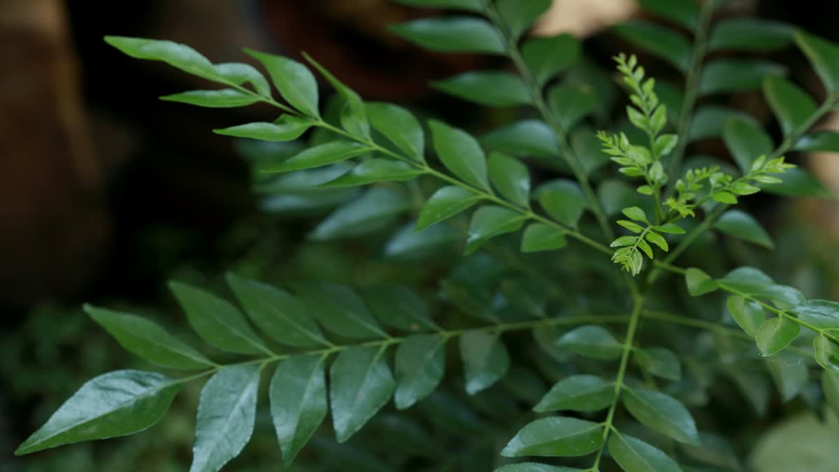 HOW TO GROW CURRY LEAF PLANT  BENEFITS OF CURRY LEAF  കറിവേപ്പില  agriculture news in malayalam