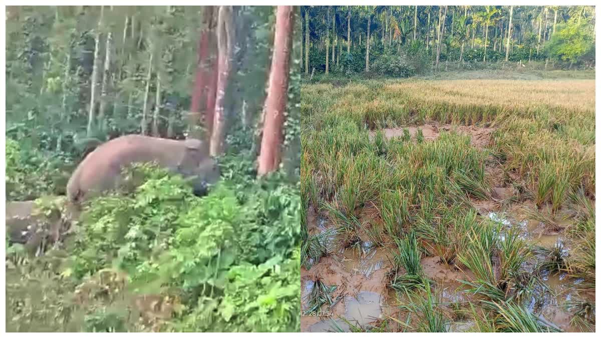 wild-elephants-destroy-paddy-crop-in-hassan