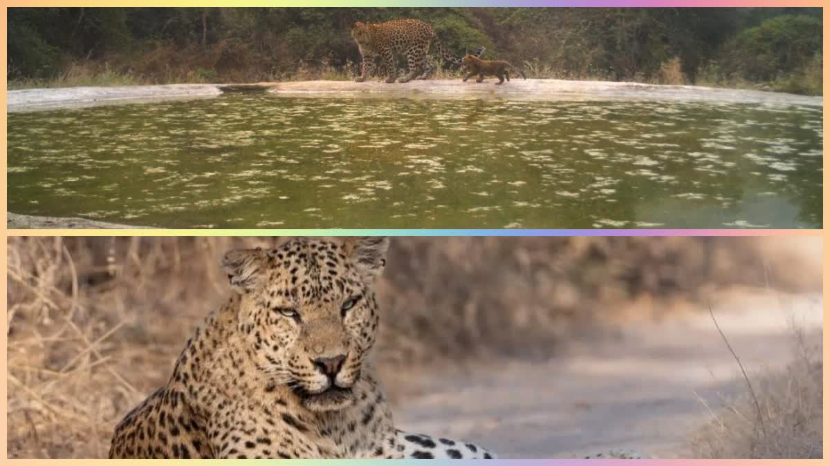 Leopard and cub seen in Jhalana