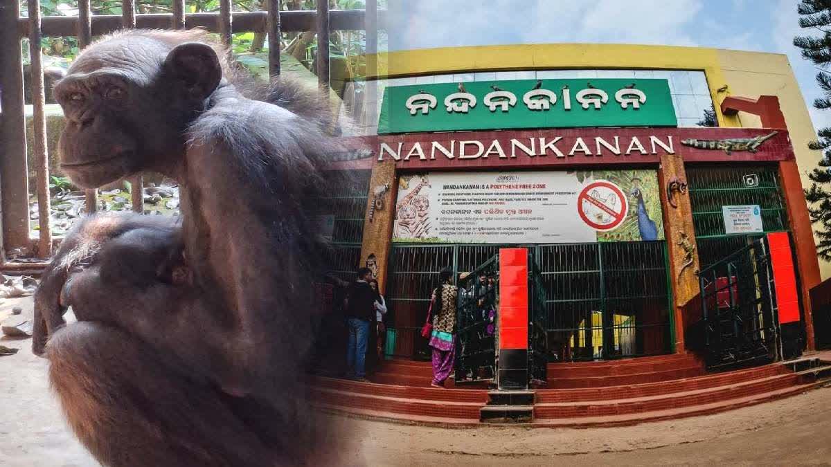 nandankanan zoo welcomes new baby chimpanzee