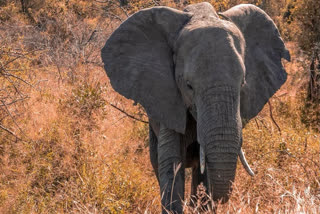 Tripura: Elephant Severely Injured After Being Hit By 'Speeding' Train