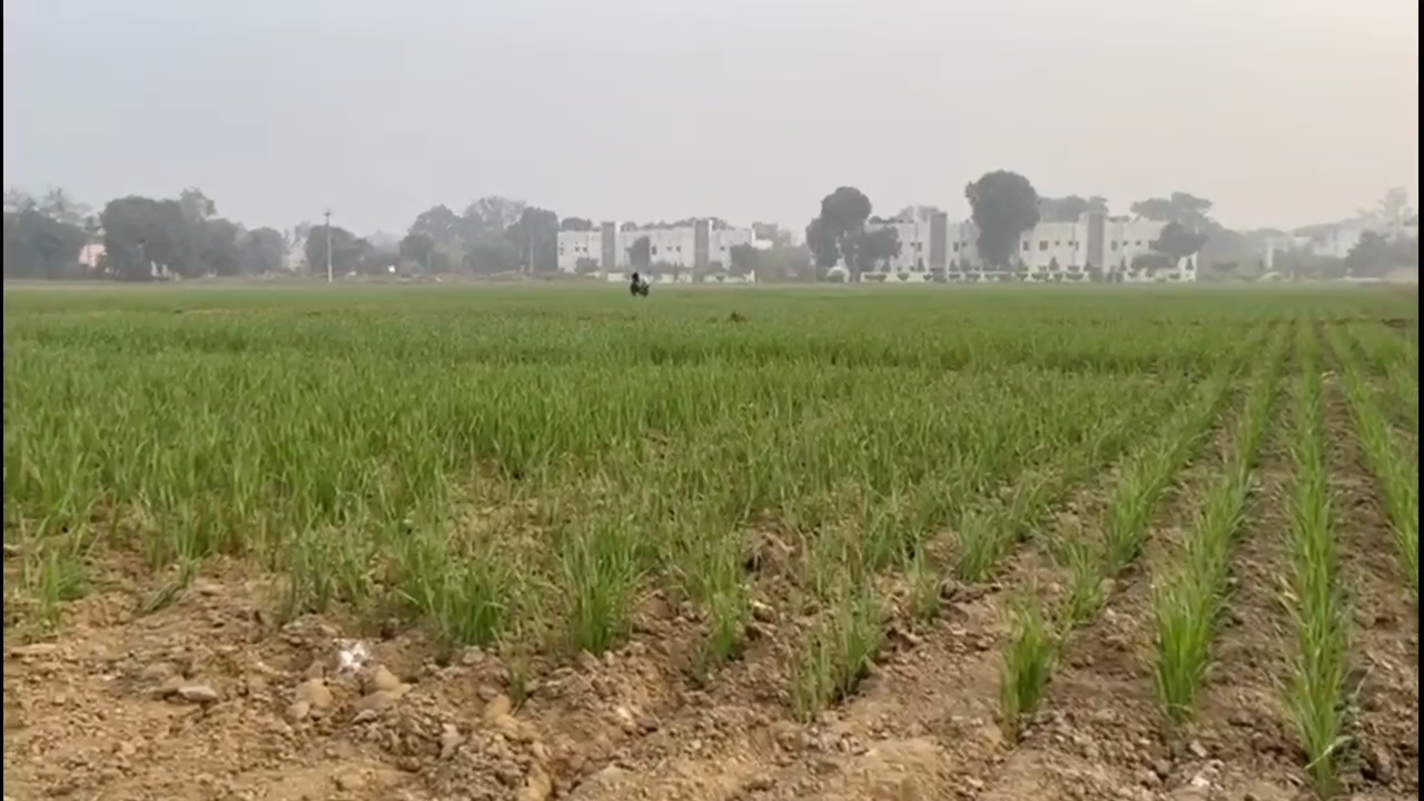 WHEAT IN RAIN