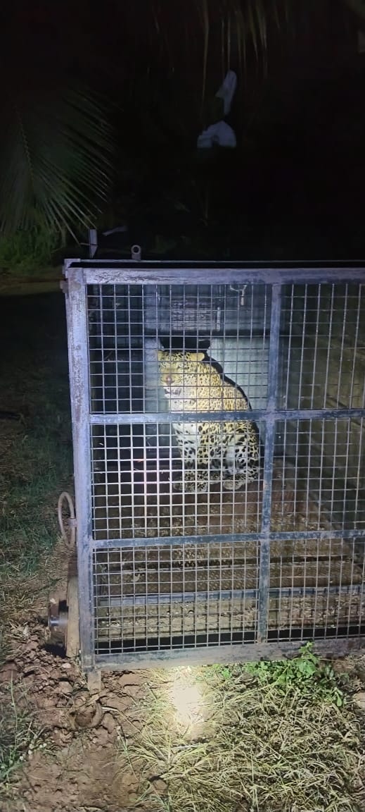 Leopard captured