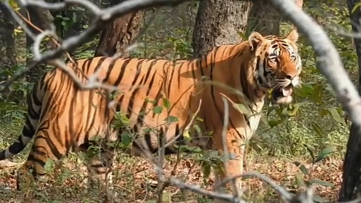 sagar Nauradehi Tiger Reserve