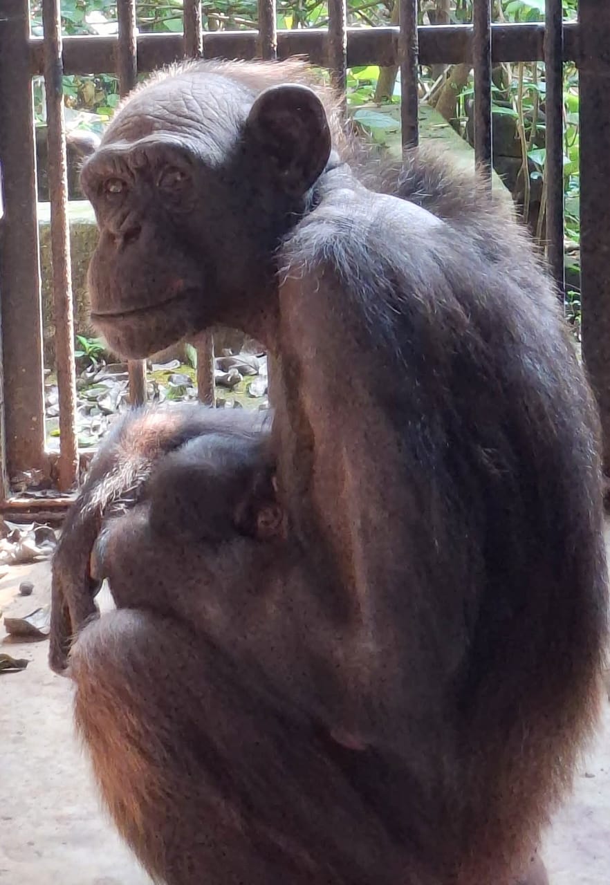 nandankanan zoo welcomes new baby chimpanzee