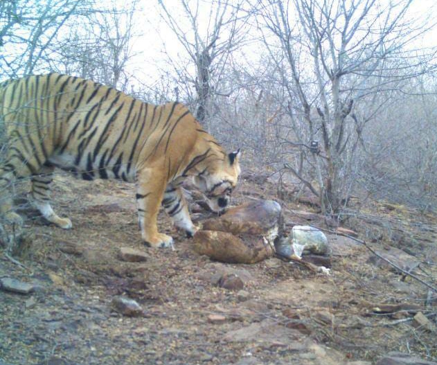 दसवां अंतरराष्ट्रीय बाघ दिवस, tenth International Tiger Day celebrate