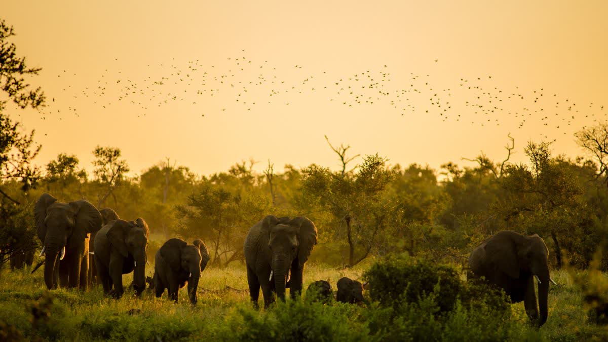 Elephant kills man