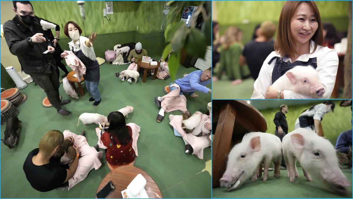 japan pig cafe