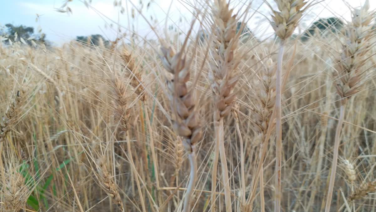 wheat paddy purchase rates in mp