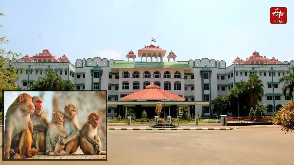 High Court Madurai Branch