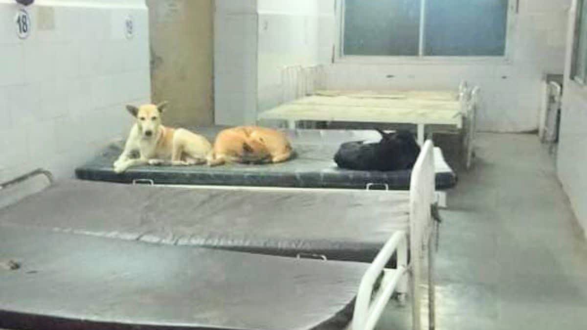 Dogs Resting On Maihar Hospital Bed
