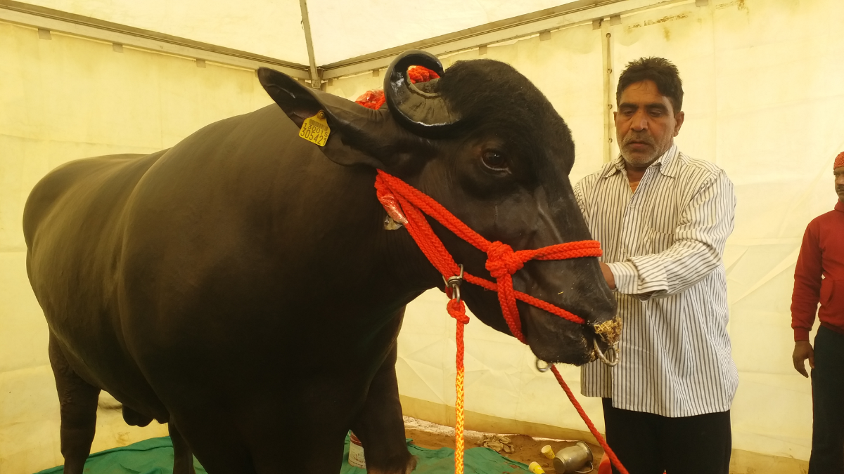 haryana Rs 10 crore buffalo