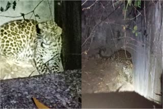 rescue of leopard