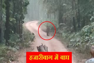 Tiger seen in Hazaribag