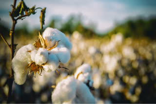Cotton (File Photo)