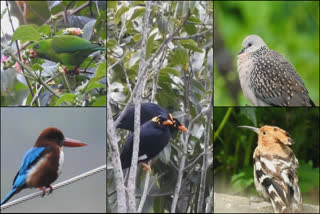 kodaikanal birds survey