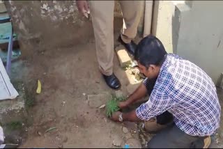 കഞ്ചാവ് ചെടി കണ്ടെത്തി  എക്‌സൈസ്  Cannabis plant found in Thrissur  Excise found Cannabis plant