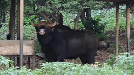 bison and wolf from andhra prades