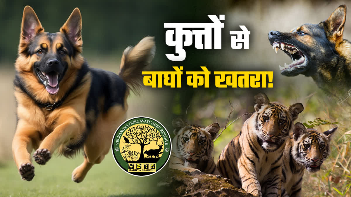 DOGS DANGEROUS FOR TIGERS