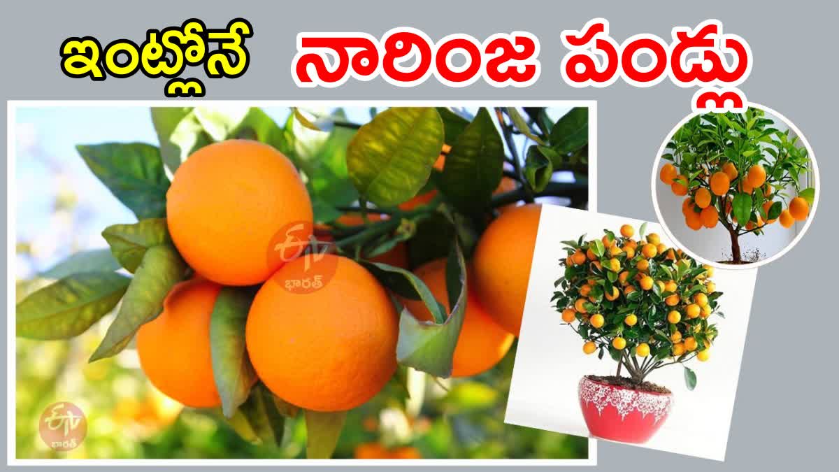 How to Grow Orange Tree at Home